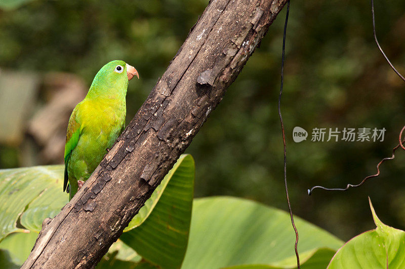 橙色长尾小鹦鹉(Brotogeris jugularis)或托维长尾小鹦鹉坐在树枝上，哥斯达黎加